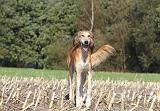 SALUKI 071